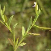 Bonnaya veronicifolia (Retz.) Spreng.